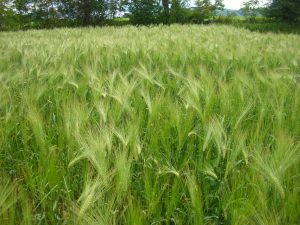 field of wheat